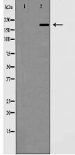 MAP 2 Antibody