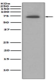 IAP2 Antibody