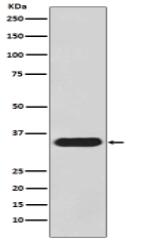 pro Caspase 3 Antibody