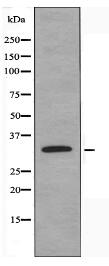 SCAMP1 Antibody