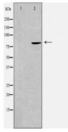 SEMA4A Antibody