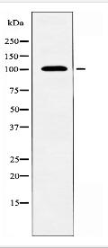 KCNQ5 Antibody