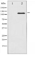 c-Kit Antibody