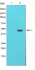 Tubulin gamma Antibody