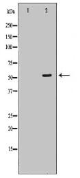 pan-AKT Antibody