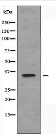 TAS2R10 Antibody