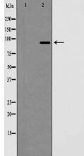 Notch 1 (Cleaved-Val1744) Antibody