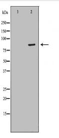 IMMT Antibody