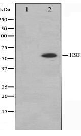 HSF1 Antibody