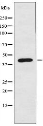 KAP2 Antibody