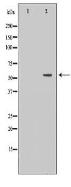 TXNRD2 Antibody