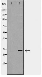 POLR2E Antibody