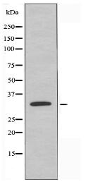 TF2E2 Antibody