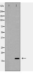 Interleukin 4 Antibody