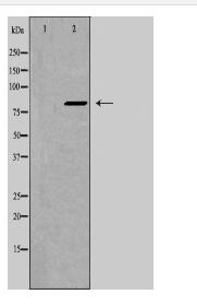 ZNF541 Antibody