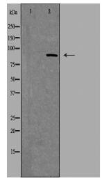 JIP2 Antibody