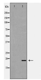 IL10 Antibody