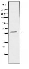 OR2L5 Antibody