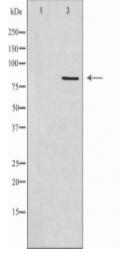 MARK3 Antibody