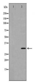 MPG Antibody