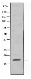 TOMM20 Antibody