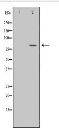 ZYX Antibody