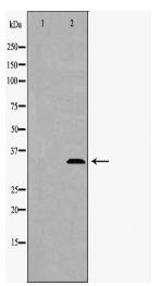 TFPI Antibody