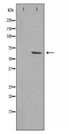 TCF7L1 Antibody