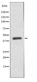 MTERF Antibody