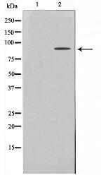 ES8L2 Antibody