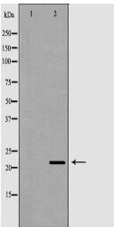 RNASE11 Antibody