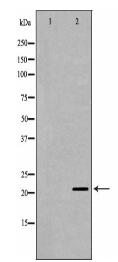 RAP1A Antibody