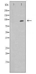 ILF3 Antibody
