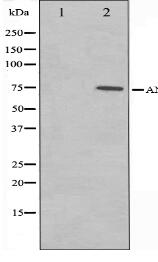 Annexin A6 Antibody