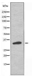 OR1L6 Antibody