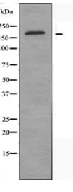 MED1 Antibody