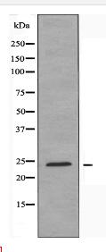 RL10 Antibody