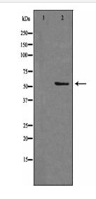 STEA3 Antibody