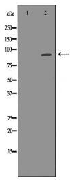 PDE4D Antibody