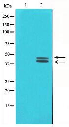 ERK1/2 Antibody