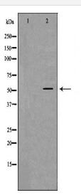 PEPD Antibody