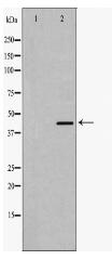 Smad7 Antibody