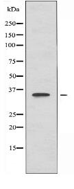 OR51B6 Antibody