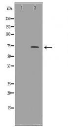 UMOD Antibody