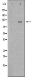 MALT1 Antibody