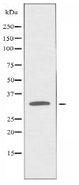 OR9Q1 Antibody