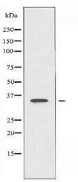 NRBF2 Antibody