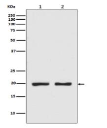 CPI17 alpha Antibody