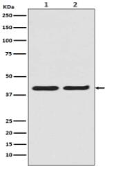 ERK2 Antibody