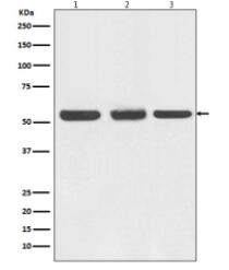 Phospho-NF-κB p65 (S529) Antibody